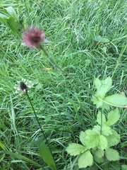 Geum urbanum