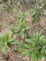 Rhododendron arboreum
