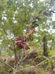 Magnoliopsida