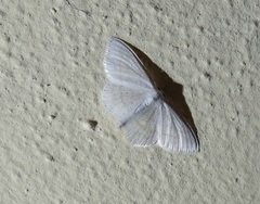 Scopula subpunctaria