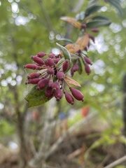 Magnoliopsida