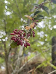 Magnoliopsida