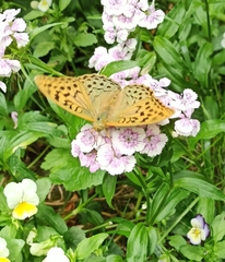 Argynnis pandora