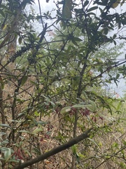 Magnoliopsida