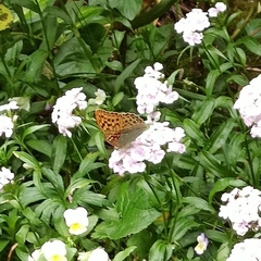 Argynnis pandora