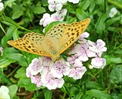 Argynnis pandora