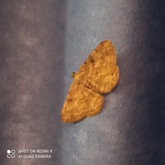 Peribatodes rhomboidaria