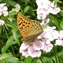 Argynnis pandora