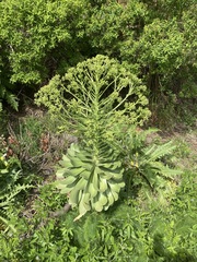 Aeonium urbicum image