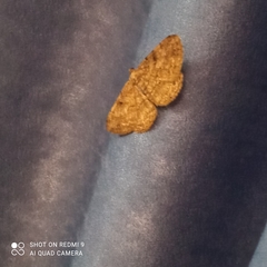 Peribatodes rhomboidaria