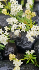 Galium anisophyllon