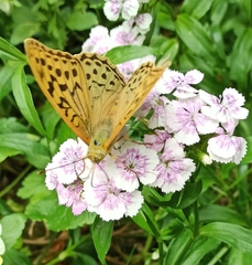 Argynnis pandora