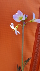 Cardamine polemonioides