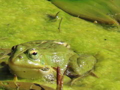Pelophylax perezi