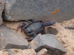Parabuthus villosus