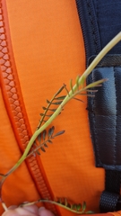 Cardamine polemonioides