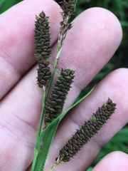 Carex shortiana