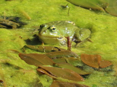 Pelophylax perezi