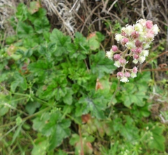 Heuchera pilosissima