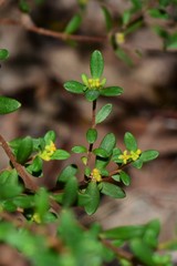 Pimelea hewardiana