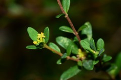 Pimelea hewardiana