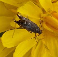 Glyphipterix simpliciella