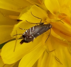Glyphipterix simpliciella