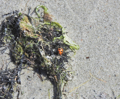 Hippodamia septemmaculata