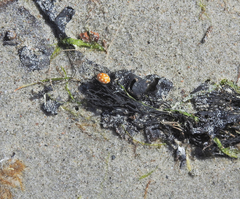 Calvia quindecimguttata