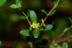 Pimelea hewardiana
