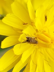 Glyphipterix simpliciella