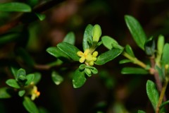 Pimelea hewardiana