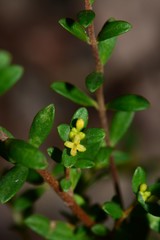 Pimelea hewardiana