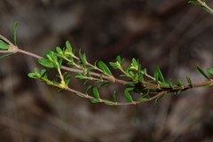 Pimelea hewardiana