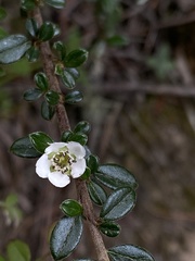 Cotoneaster microphyllus