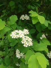Spiraea