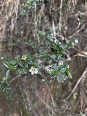 Cotoneaster microphyllus
