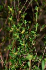 Pimelea hewardiana