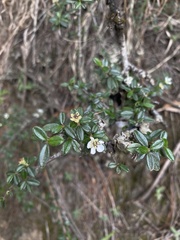 Cotoneaster microphyllus