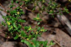 Pimelea hewardiana