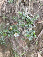 Cotoneaster microphyllus