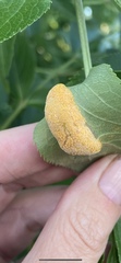 Puccinia sambuci