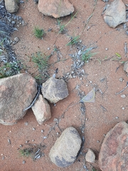 Connochaetes taurinus taurinus