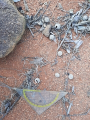 Connochaetes taurinus taurinus