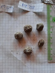 Connochaetes taurinus taurinus