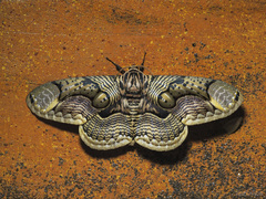Brahmaea hearseyi