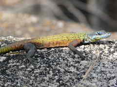 Platysaurus intermedius rhodesianus