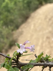 Ruellia