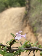 Ruellia