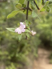 Ruellia